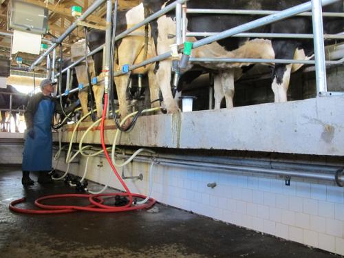 Afternoon milking at the Colle Blanco dairy farm in Costa Rica.  Credit: Ashden